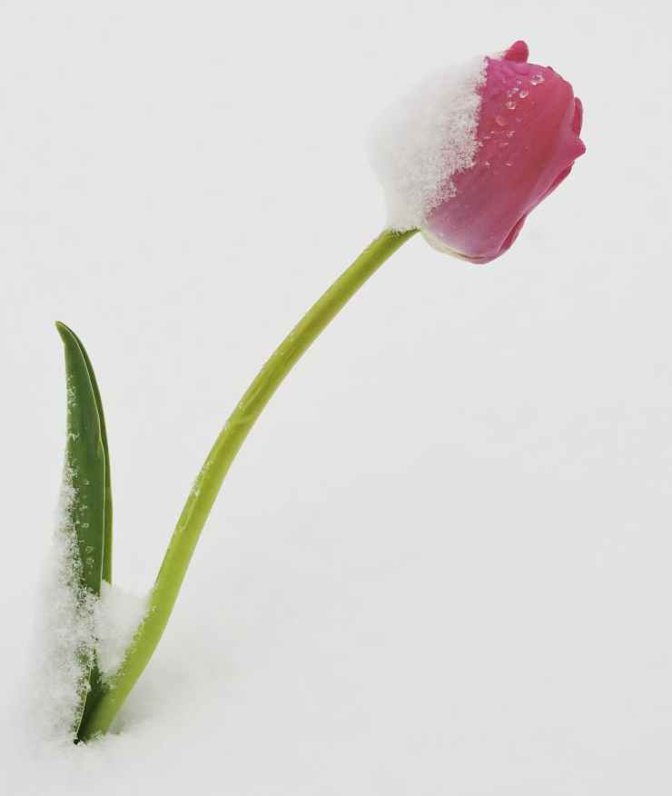photo of red tulip flower on snow