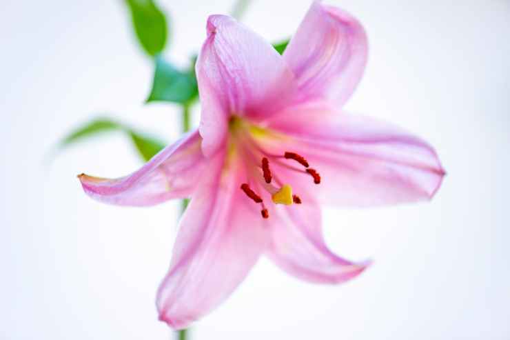 pink petaled flower