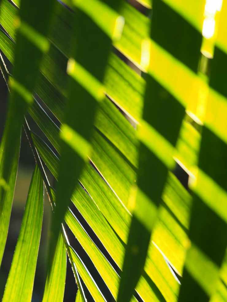 green palm tree leaf
